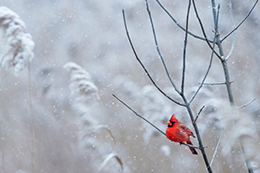 image of cardinal in snow
