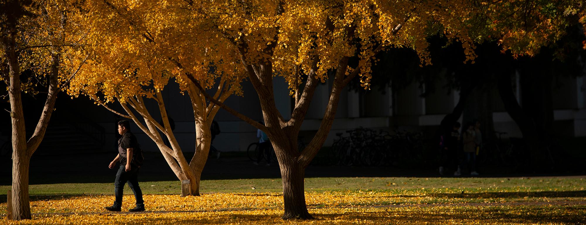 man walking among autumn trees