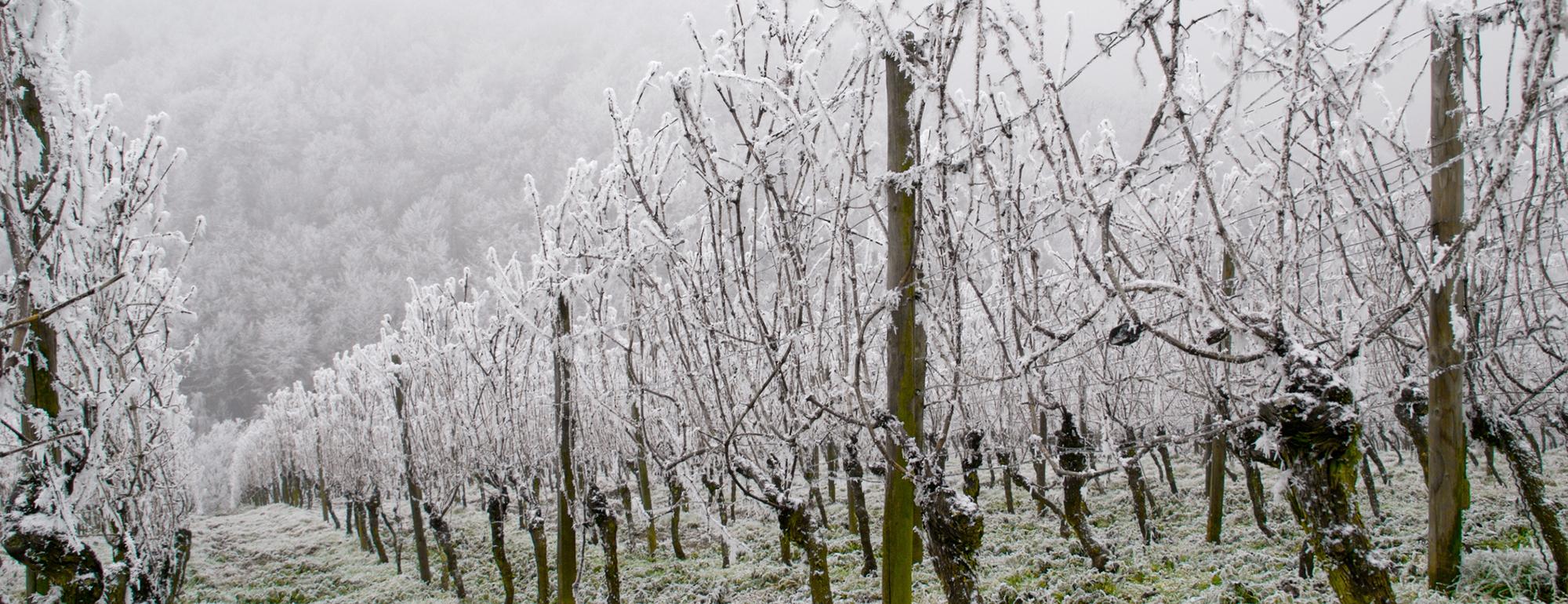 vineyard covered in snow