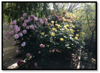 image of Roy Curry's roses in side yard