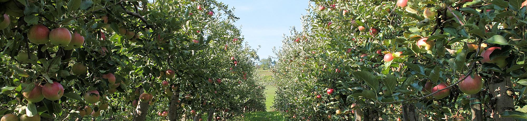 orchard of fruit trees