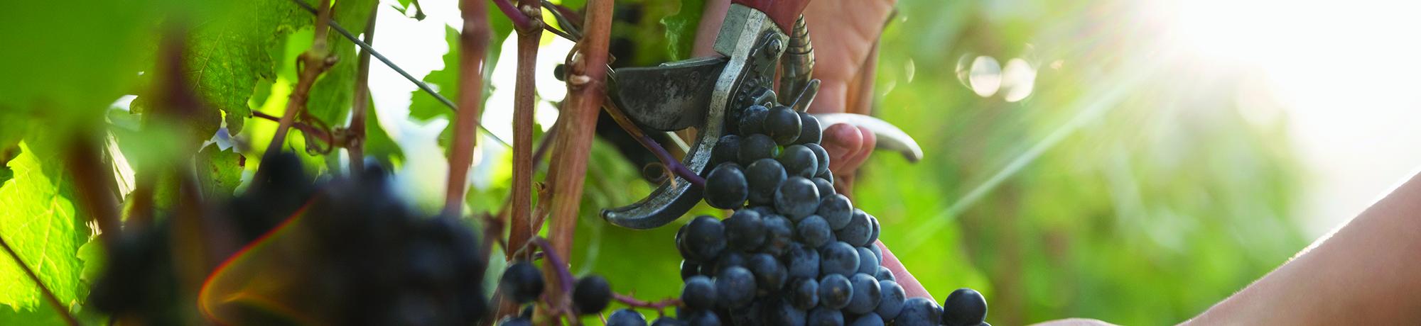 close up of wine grapes on vine